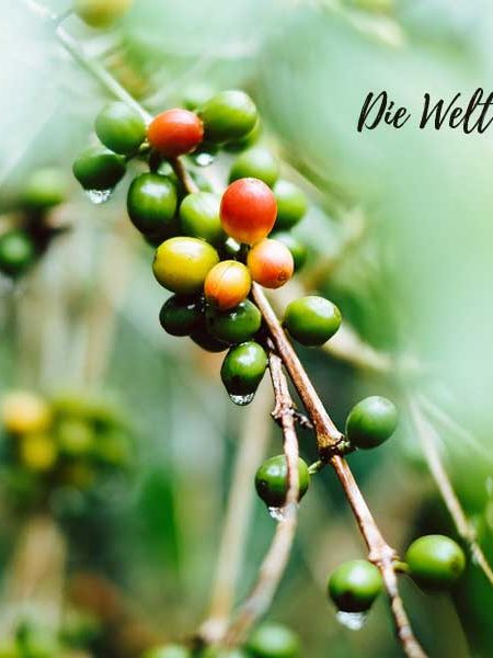 Kaffeebohnen