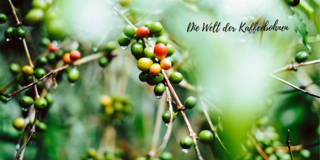 Kaffeebohnen